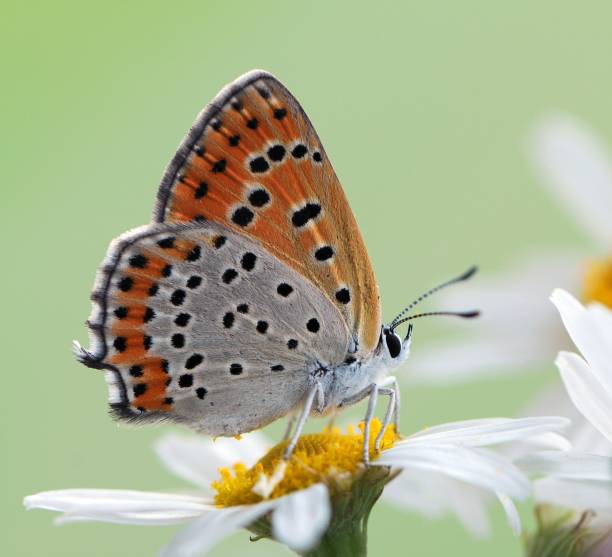 istock Lycaena virgaureae butterfly collects nectar on a daisy flower on a summer day in a forest glade 1319933171