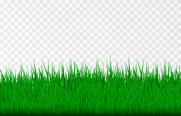 ilustraciones, imágenes clip art, dibujos animados e iconos de stock de hierba vectorial. hierba, césped, campo. hierba joven png. - grass