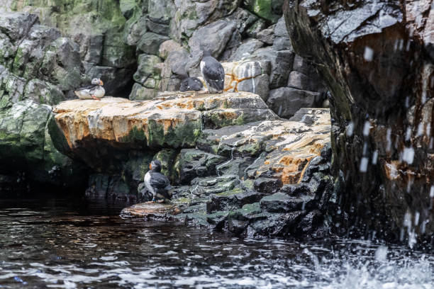 istock Atlantic Puffin birds in their natural habitat. 1319935323