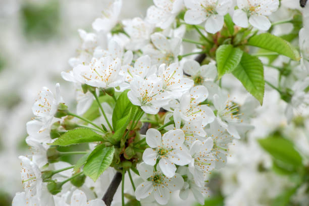 istock Blooming white cherry close up flower in the spring garden 1319936514