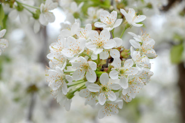 istock Blooming white cherry close up flower in the spring garden 1319936572