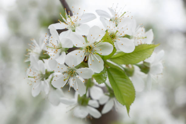 istock Blooming white cherry close up flower in the spring garden 1319936573