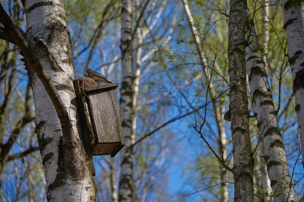 A nest box, also spelled nestbox, is a man-made enclosure provided for animals to nest in. Nest boxes are most frequently utilized for birds, in which case they are also called birdhouses or a birdbox/bird box, but some mammalian species such as bats may also use them.