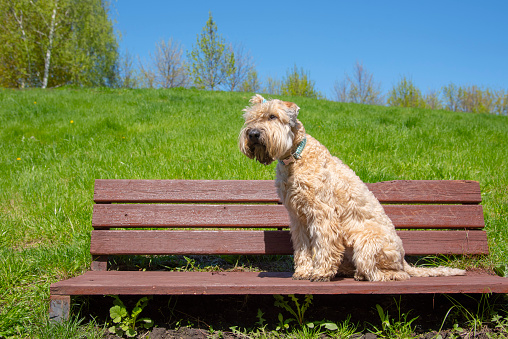 Irish soft coated wheaten terrier. A fluffy dog sits on a wooden bench on a sunny spring day.