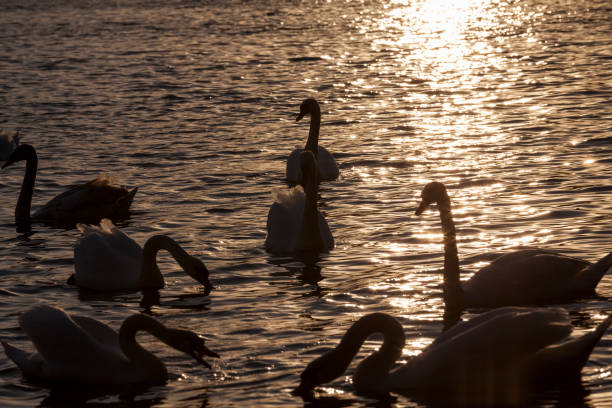 istock swimming at dawn of the sun group Swans 1319937200