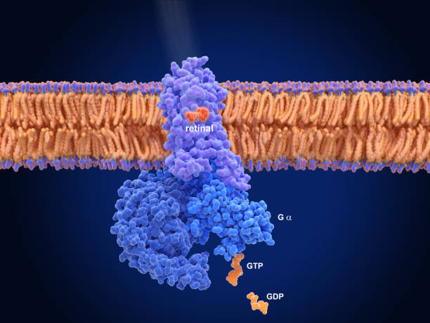 istock Activation of rhodopsin by light.  Rhodopsin is a light sensitive G-protein coupled receptor with retinal (red) as cofactor. 1319937317