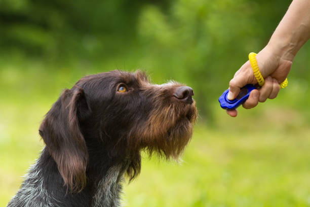 training a hunting dog with a clicker training a young dog with a clicker on the green background obedience training stock pictures, royalty-free photos & images