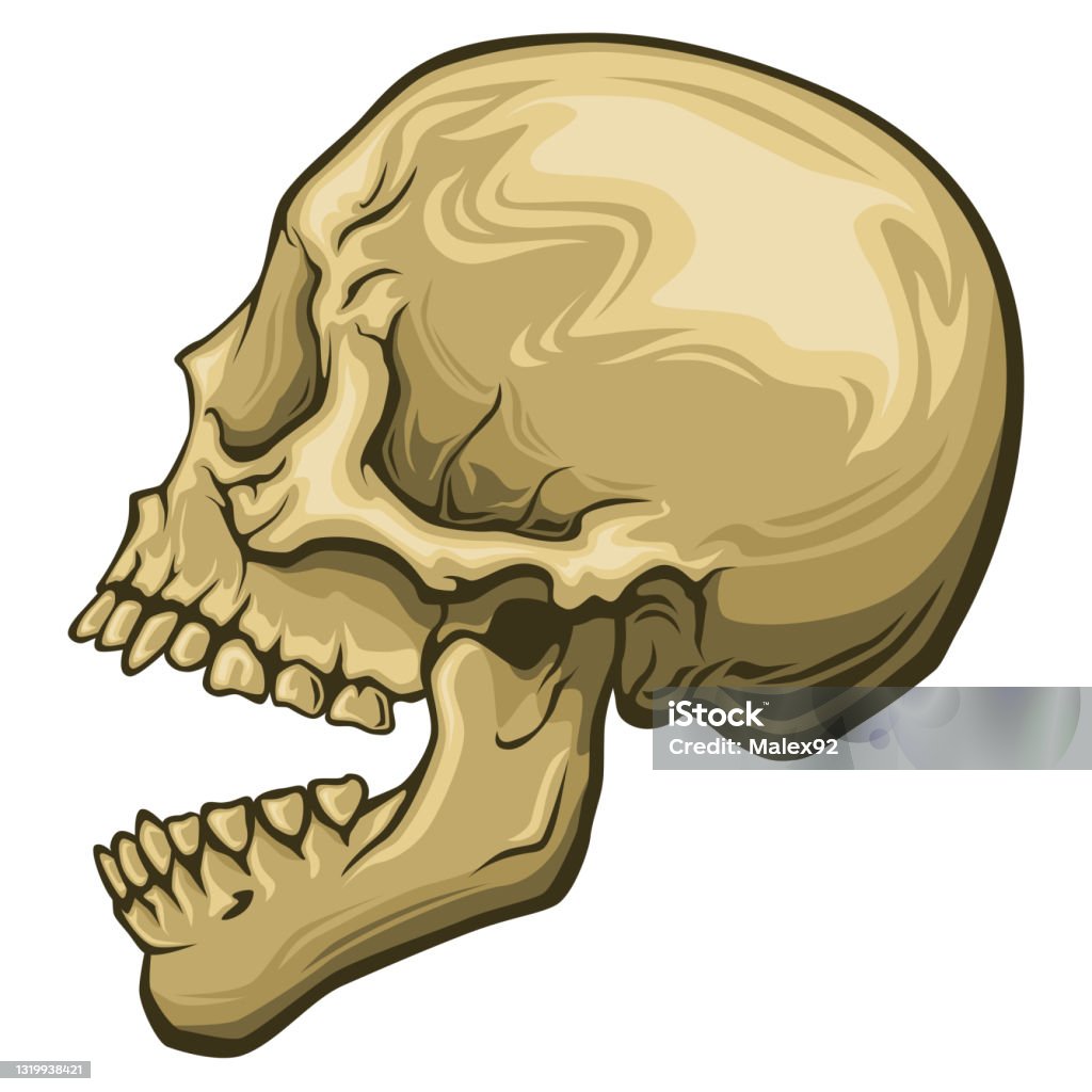 Skull With Open Mouth Stock Illustration Download Image Now Profile skull-with-open-mouth-stock-illustration-download-image-now-profile