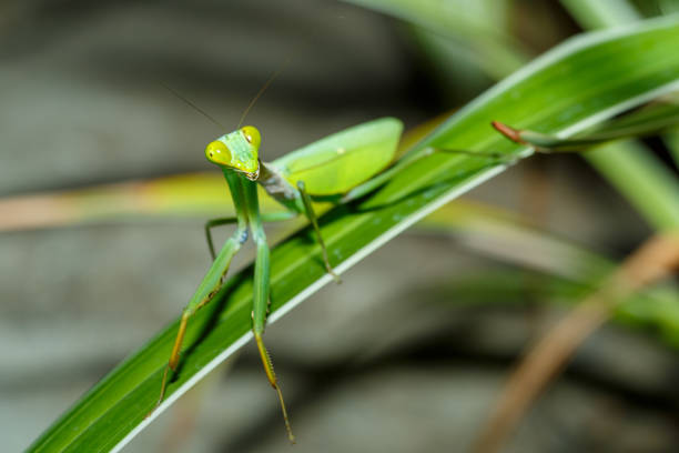 istock praying mantis on leaf, Sulawesi, Indonesia 1319938809