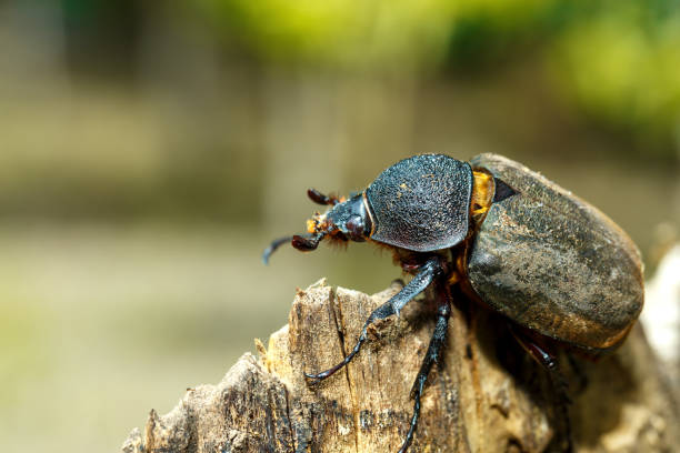 istock Rhinoceros beetle in Tangkoko rainforest. 1319939354