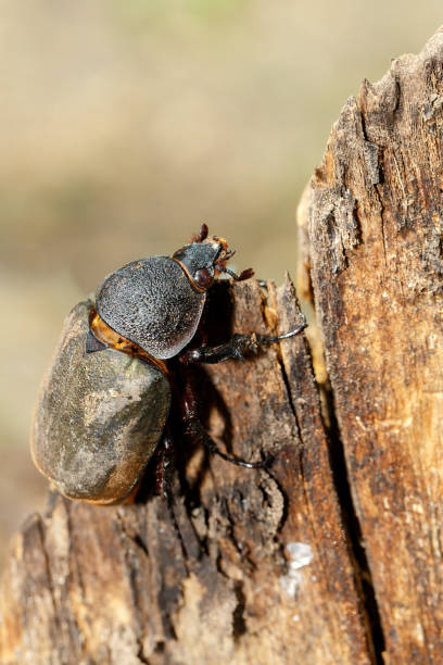 istock Rhinoceros beetle in Tangkoko rainforest. 1319939365