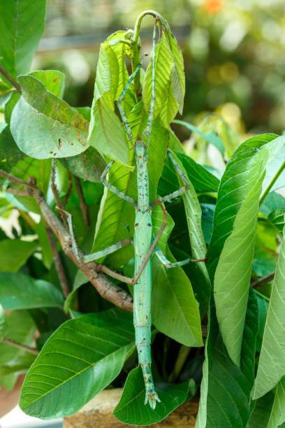 istock Phasmatodea, Stick insects, Indonesia wildlife 1319939369