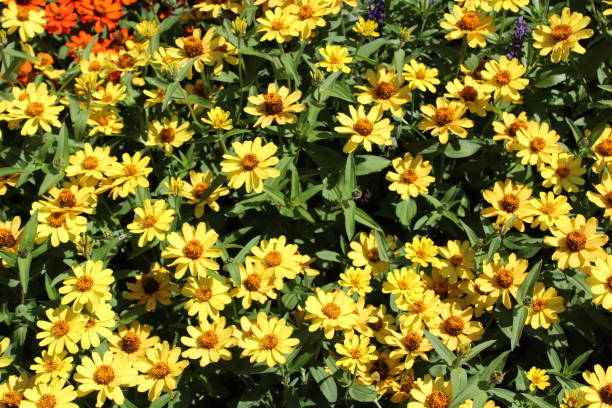 istock Yellow flowers in the garden 1319939710