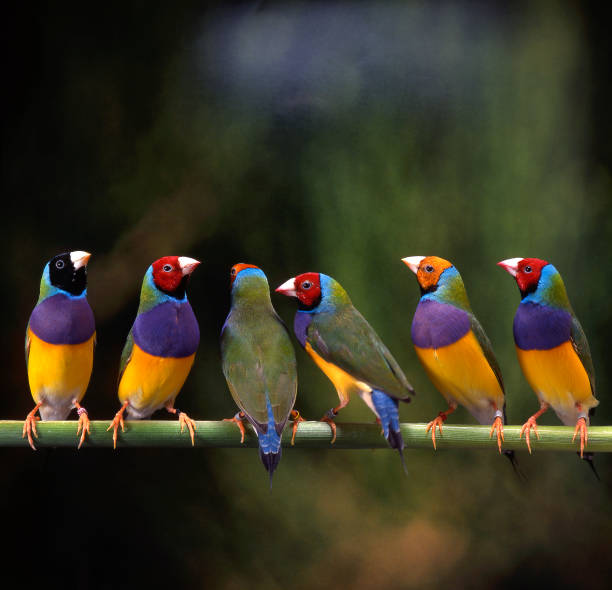 Gouldian Finch Gouldian Finch also called Lady Gouldian Chloebia gouldiae gouldian finch stock pictures, royalty-free photos & images