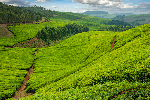 Green fields of a tea plantation in the rolling hills of Rwanda in East Central Africa.