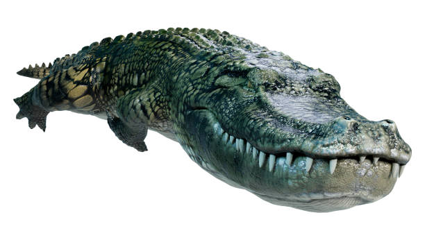 istock 3D illustration green alligator on white 1319941515