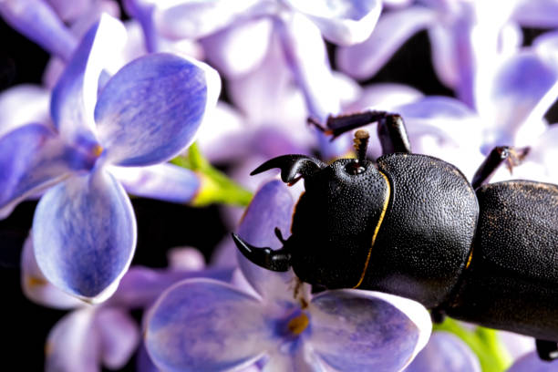 female stag beetle on a flower in early spring female stag beetle on a flower in early spring. bucktooth stock pictures, royalty-free photos & images