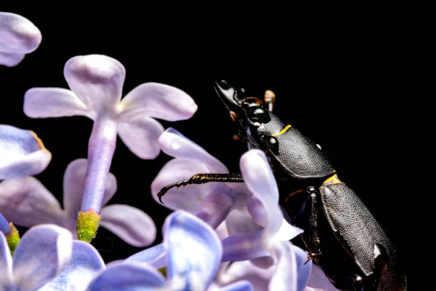 female stag beetle on a flower in early spring female stag beetle on a flower in early spring. bucktooth stock pictures, royalty-free photos & images