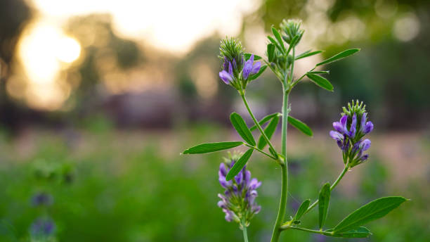 Alfalfa, Medicago sativa, also called lucerne, is a perennial flowering plant in the pea family. stock photo
