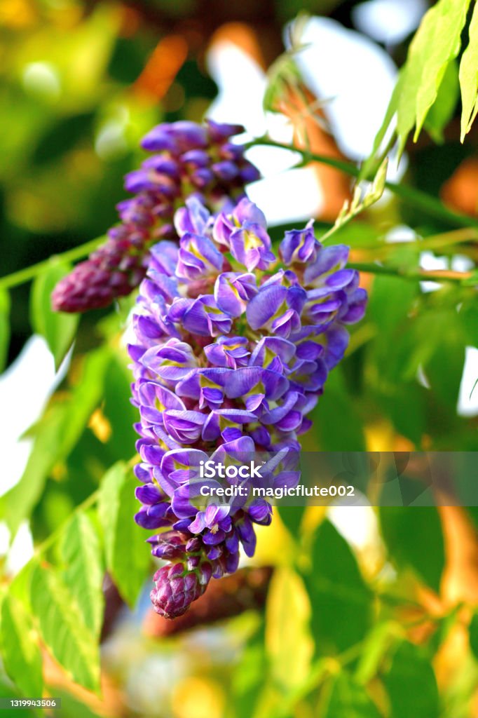 American wisteria / Wisteria frutescens / American frutescens Wisteria frutescens, commonly called American wisteria, is a twining, deciduous, woody vine. Fragrant, pea-like, lilac-purple flowers in drooping racemes to 6” long bloom in April-May after the leaves emerge but before they fully develop. Limited additional summer bloom may occur. Wisteria frutescens is less vigorous than Japanese wisteria, with shorter racemes of unscented flowers. Wisteria Stock Photo