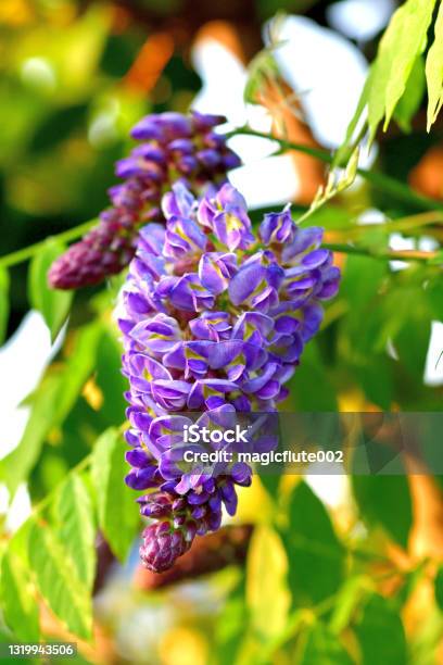 American Wisteria Wisteria Frutescens American Frutescens Stock Photo - Download Image Now