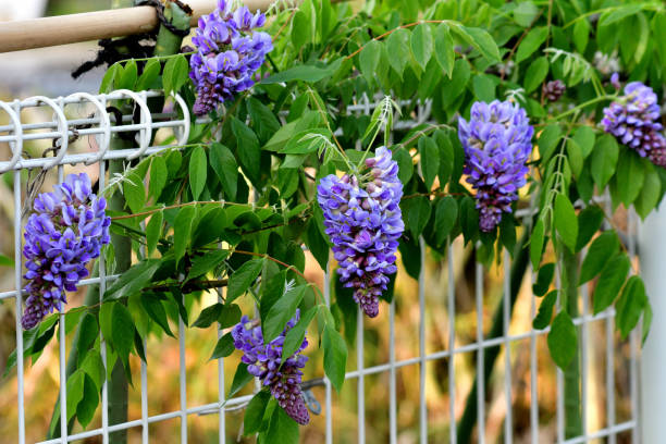 American wisteria / Wisteria frutescens / American frutescens Wisteria frutescens, commonly called American wisteria, is a twining, deciduous, woody vine. Fragrant, pea-like, lilac-purple flowers in drooping racemes to 6” long bloom in April-May after the leaves emerge but before they fully develop. Limited additional summer bloom may occur. Wisteria frutescens is less vigorous than Japanese wisteria, with shorter racemes of unscented flowers. wisteria frutescens stock pictures, royalty-free photos & images