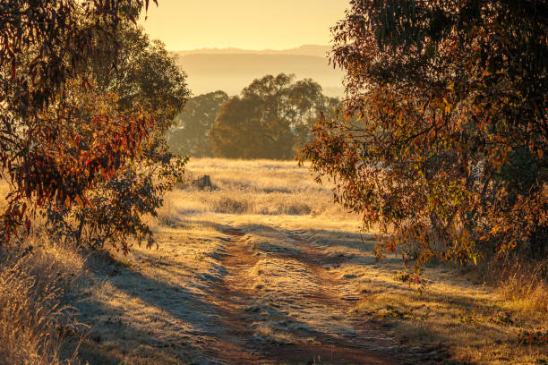 istock Frosty dirt road, Callum Brae Nature Reserve, ACT, May 2021 1319943924