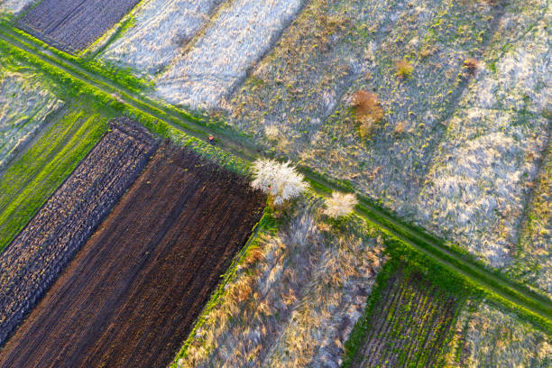 istock Aerial drone photo of flowering fields 1319944656