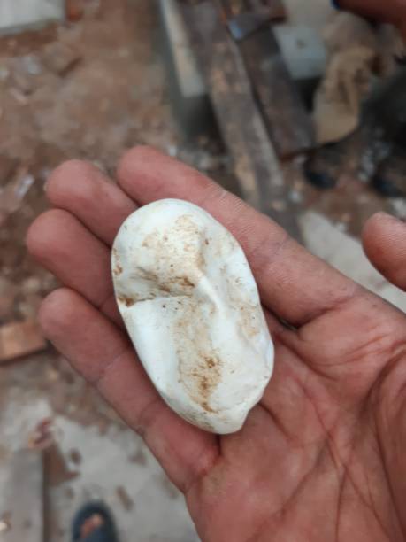 istock Cobra eggs, found in southern Thailand. 1319944734