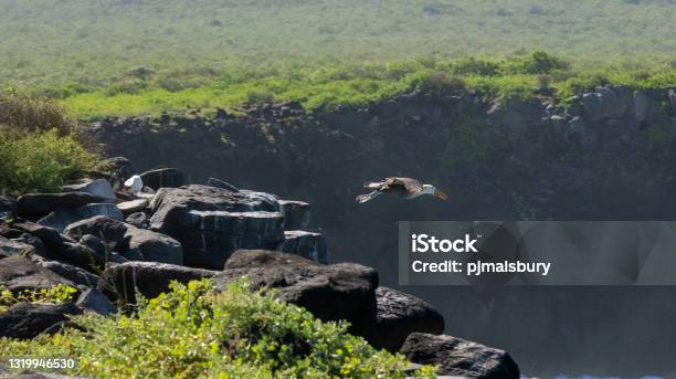 Albatross Launchpad Stock Photo - Download Image Now - Albatross, Galapagos Islands, Animal