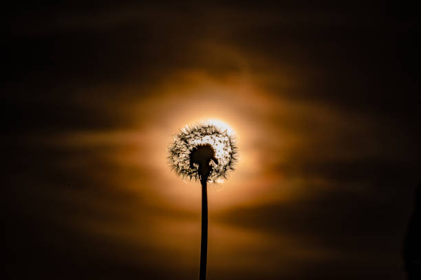 istock Mountain dandelion at the hour of spring sunset 1319947728