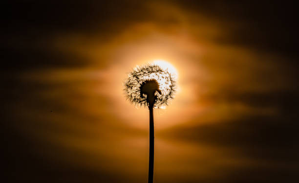 istock Mountain dandelion at the hour of spring sunset 1319947733