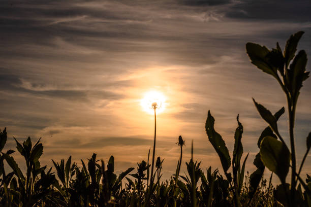 Mountain dandelion at the hour of spring sunset
