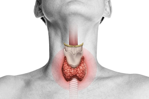 Glándula tiroides en el cuerpo humano sobre blanco. photo