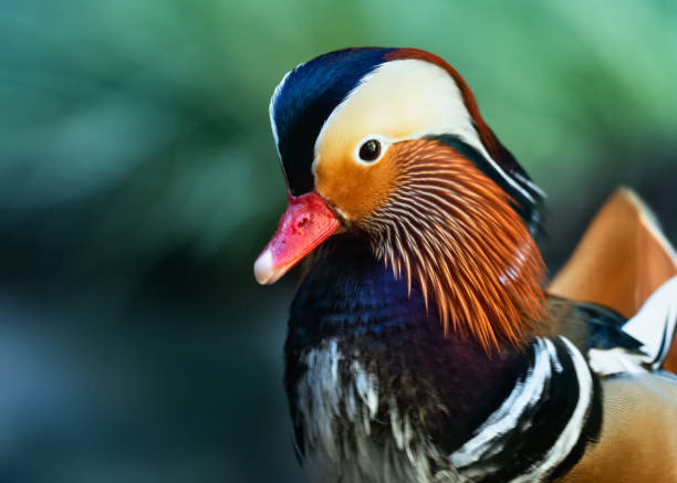 istock Male Mandarin Duck 1319950629