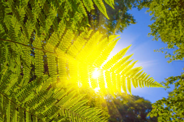 istock fern bush in a rays of sun 1319951219