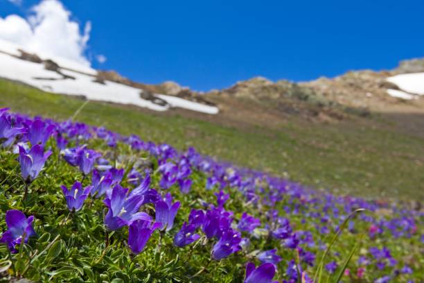 istock beautiful blue flowers on a mountain slope 1319951424