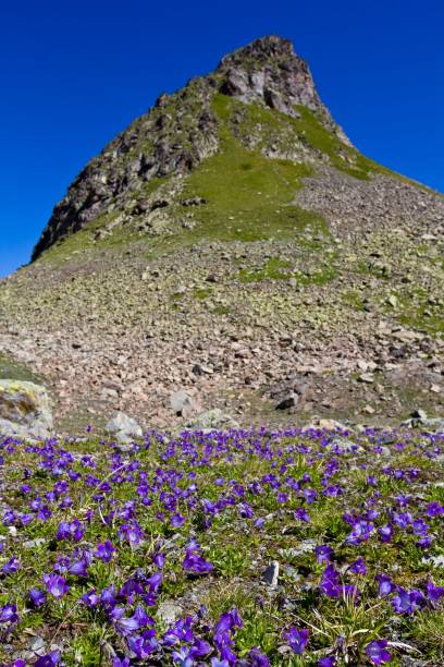 istock flower field near a mountain 1319951487