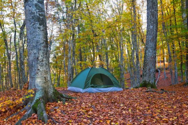 istock touristic tent in a autumn forest 1319951510