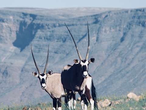 2 oryx on a hillside
