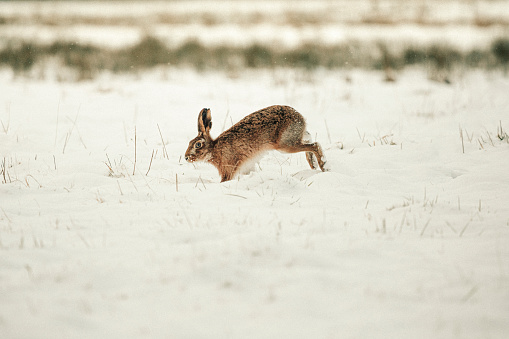 Brown Hare in the snow