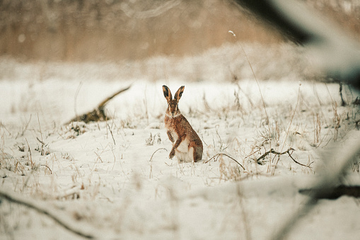 Brown Hare in the snow