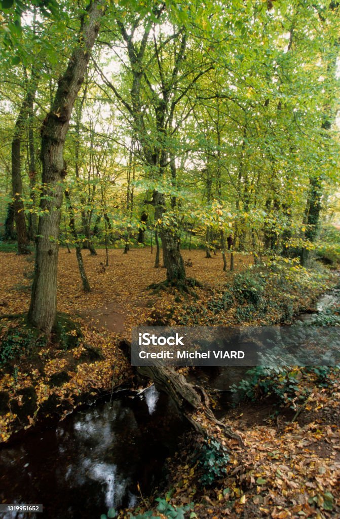 Broceliande Forest of Paimpont River of  Mouille-Croûte merlin the wizard Foret de Paimpont Stock Photo