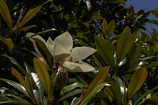The large creamy white southern magnolia flower is surrounded by the tree's shiny green leaves. White petal close up