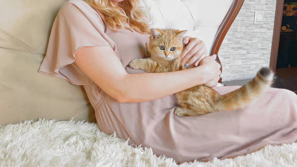 Pregnant woman stroking little red ginger striped kitten on bed. Cropped view. Adorable cat concept stock photo