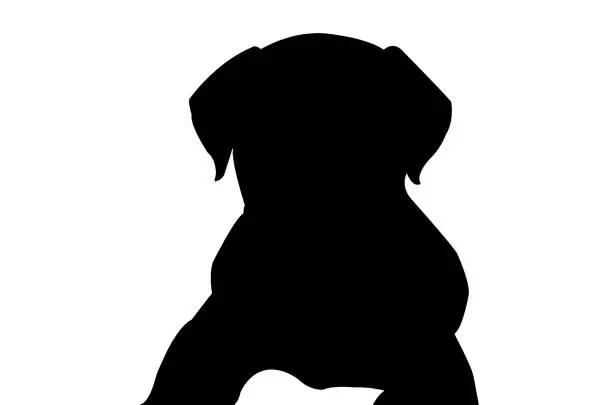 Vector illustration of Black silhouette of a Rottweiler puppy on a white background. The two-month-old pet is lying on the floor. Vector illustration