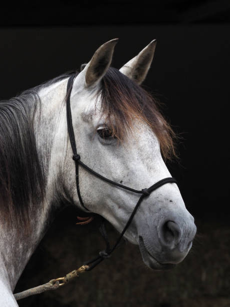istock Grey Horse In Rope Halter 1319952946