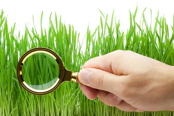istock Magnifying glass in hand above green grass 131995371