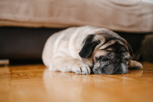 istock Dog sleeping in front of a sofa 1319955711