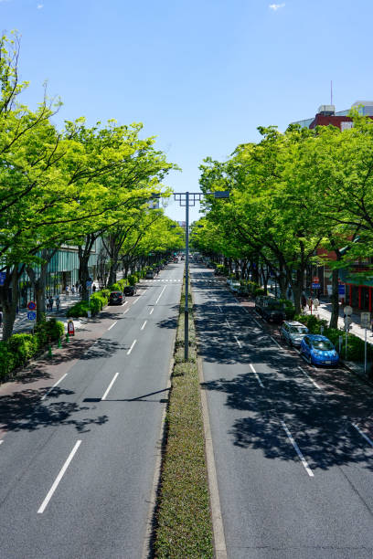 omotesando de meiji jingu, una hilera de árboles de zelkova verdes frescos - omotesando hills fotografías e imágenes de stock